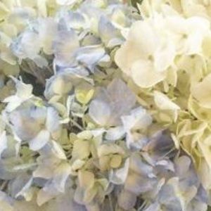 Meet your Posher, Sarahi